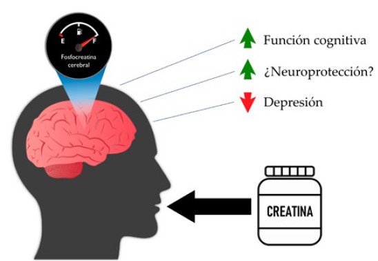 Figura 1. Posibles efectos de la suplementación con creatina en el cerebro