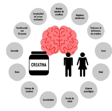 Figura 2:  Factores que posiblemente influyan en los
        efectos de la suplementación con creatina sobre el cerebro
        observados en ensayos clínicos