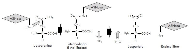 Mecanismo de reacción de la enzima L-asparaginasa (ASNasa).